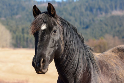 Horse standing on field