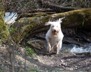 Portrait of white dog on field