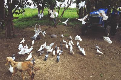 View of birds in park