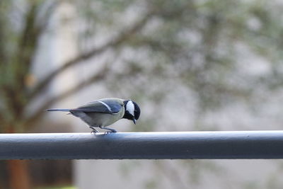 Close-up of bird perching on railing