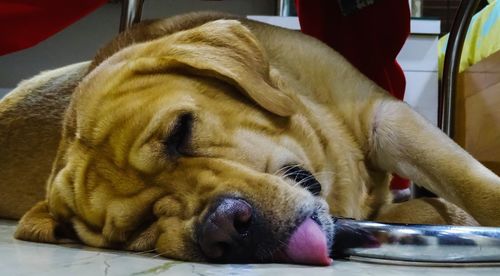 Close-up of a dog sleeping