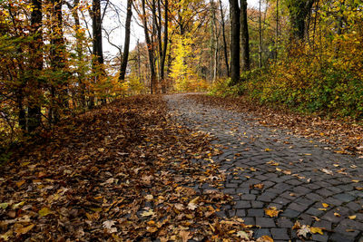 Trees in forest during autumn