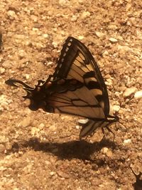 Close-up of butterfly