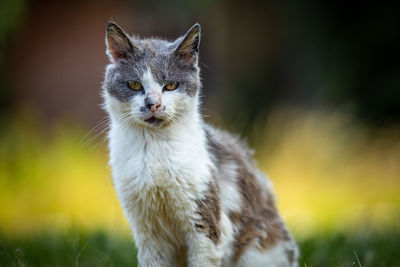 Close-up portrait of a cat on field