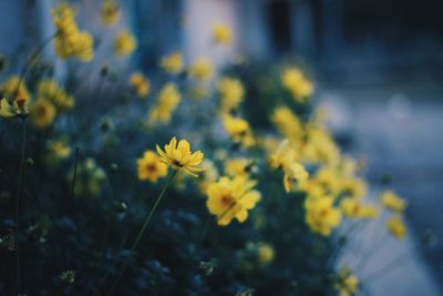 Close-up of yellow flowers blooming outdoors