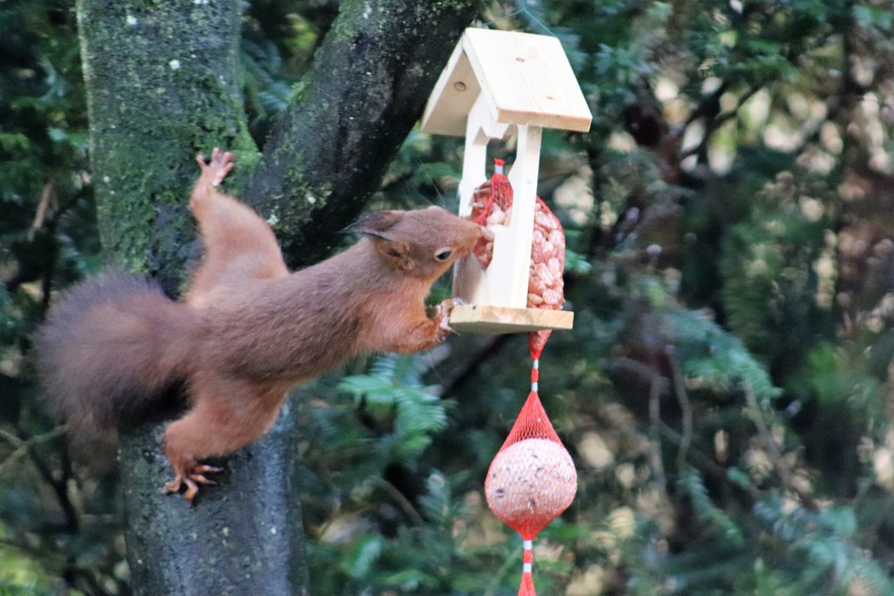 CLOSE-UP OF PIG HANGING ON TREE