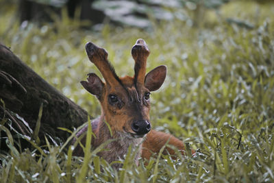 Portrait of deer on grass