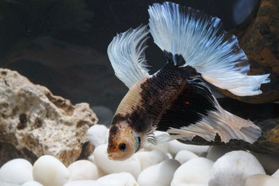 Close-up of siamese fighting fish against black background