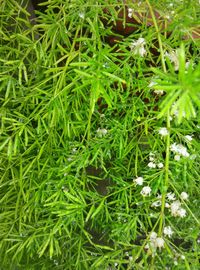 Close-up of white flowers