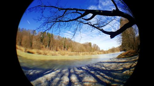 Reflection of bare trees in water