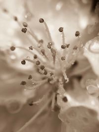 Close-up of water drops on flower