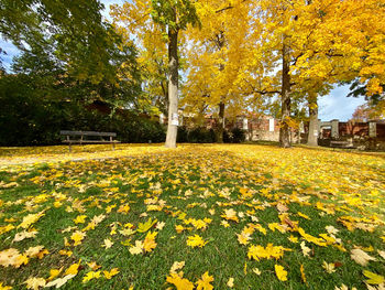 View of yellow flowering plants in park during autumn