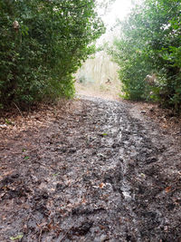 Dirt road in forest