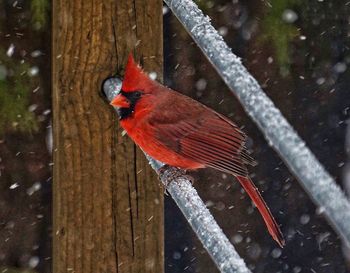 Close-up of a bird perching on wood