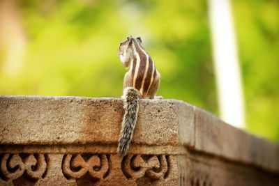 Close-up of lizard on wall