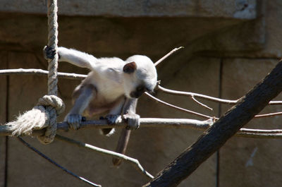 Monkeys in cage