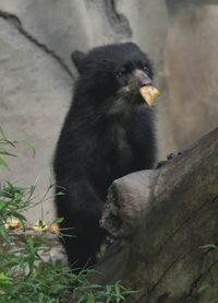 animal