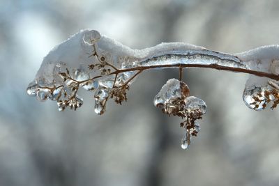 Close-up of frozen plant