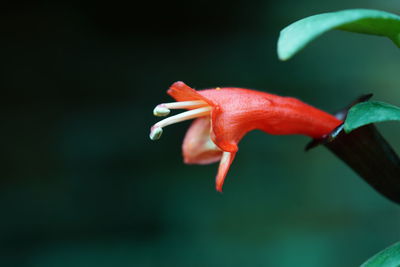 Close-up of red flower on plant