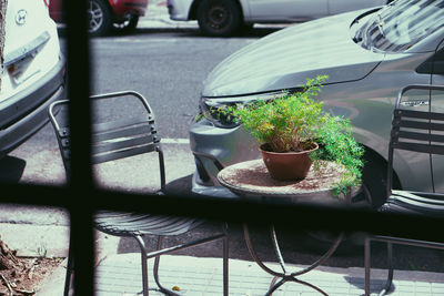 Close-up of potted plants on table at sidewalk cafe