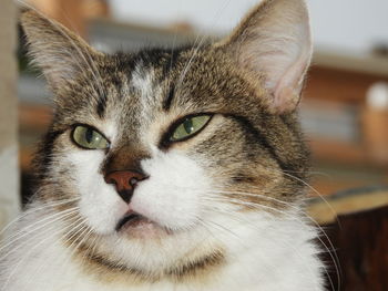 Close-up portrait of a cat