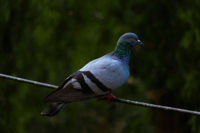 Close-up of pigeon perching on railing