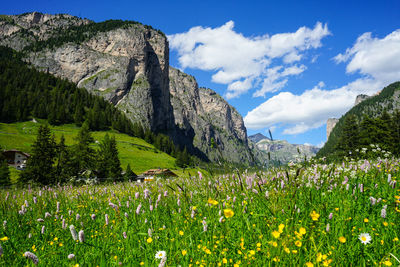 Scenic view of flowering plants on field against sky