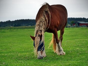 Horse grazing in a field