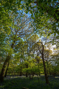 Low angle view of trees in the forest