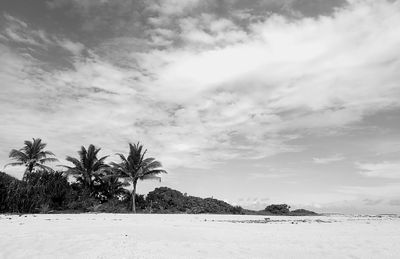 Scenic view of palm trees on land against sky