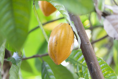 Close-up of fruit