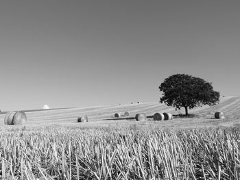 Scenic view of field against clear sky