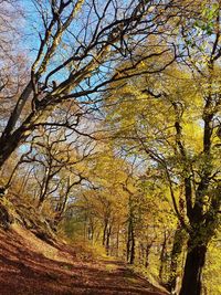 Low angle view of trees in forest during autumn