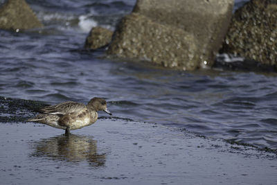 Bird in a sea