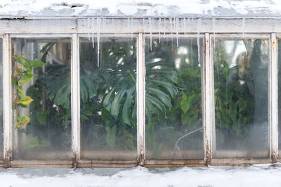 Trees seen through window during winter