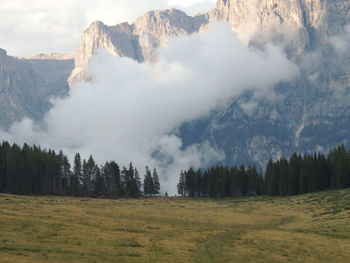 Panoramic shot of pine trees against sky