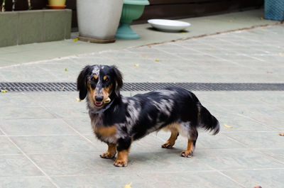 Portrait of black dog on tiled floor