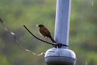 Close-up of bird perching on feeder