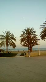 Palm trees by swimming pool against clear sky