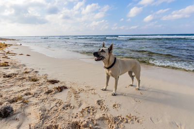 Dog on beach