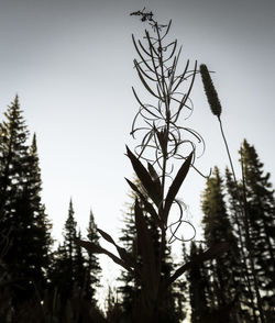 Low angle view of pine tree in forest against clear sky