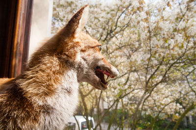 Fox looking through window