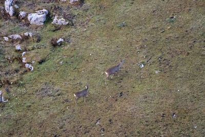 High angle view of birds on field