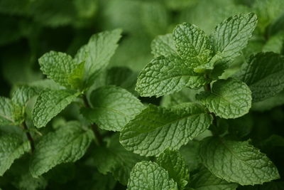 Close-up of fresh peppermint leaves