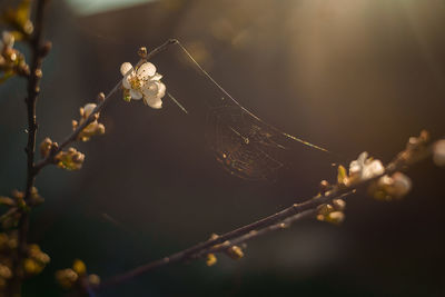 Close-up of insect on flower