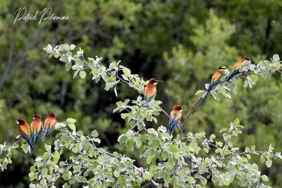 Birds perching on flowering plants