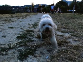 Dog on field