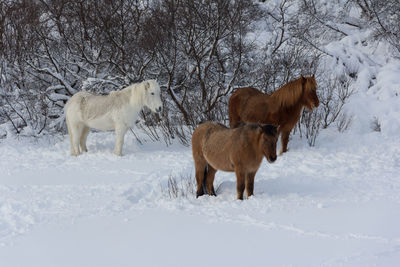 View of a horse on snow covered field