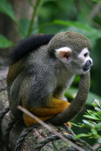 Close-up of a monkey sitting on tree