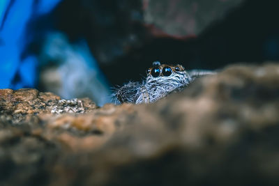 Close-up of butterfly on rock